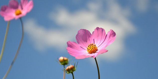 Biljke koje cvatu cijelo ljeto: Kosmeya