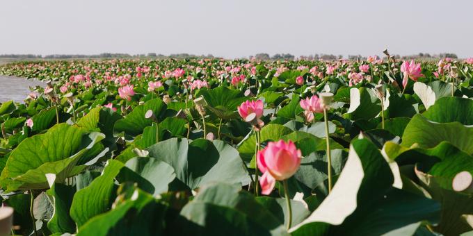Lotusova polja u Astrahanu