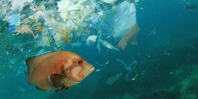 Globalni problemi: onečišćenje oceana