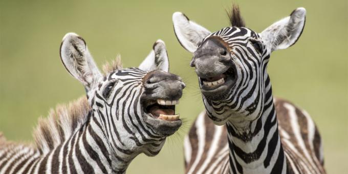Najsmješnija fotografije životinja - zebra