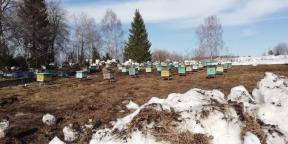 Osobno iskustvo: pokrenuo sam proizvodnju proizvodnju meda u selu