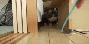 5 razloga zašto mačke toliko nalik kutiji