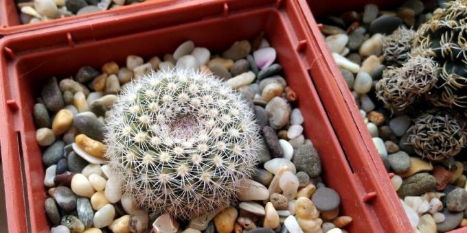 Kako da se brine za kaktuse: lonac za kaktus