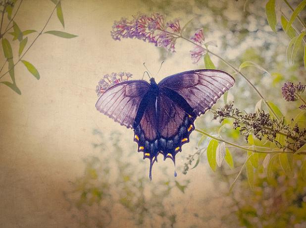 Kako je lijepa fotografirati leptir