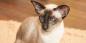 Sijamska mačka: opis pasmine, karakter i briga