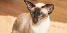 Sijamska mačka: opis pasmine, karakter i briga