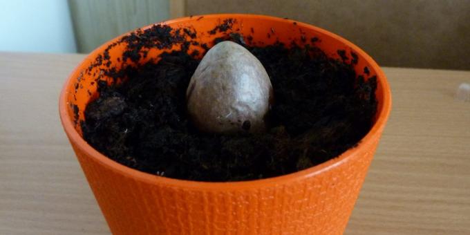 Kako rastu avokada iz kamena: Kamen u loncu