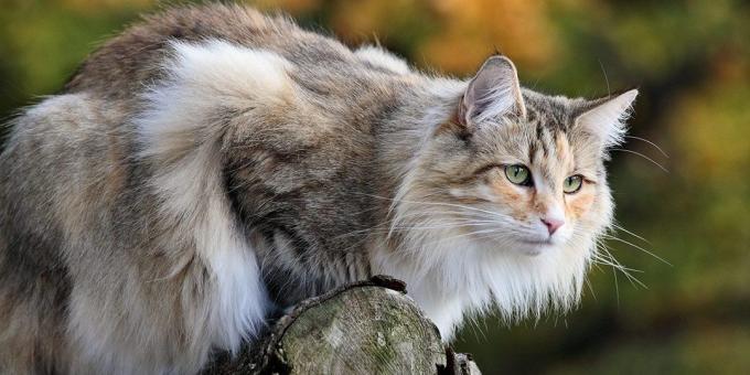 Velike pasmine mačka: Norveška šumska