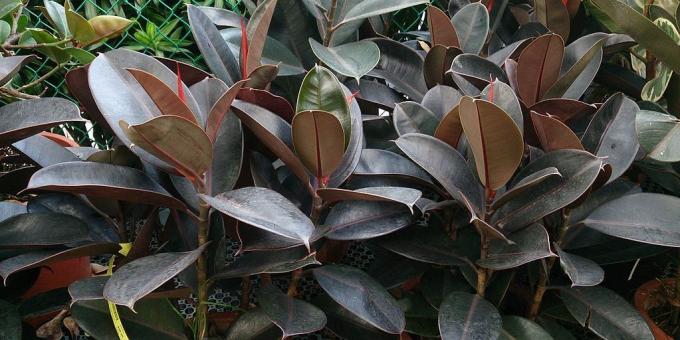 Ficus elastičnog