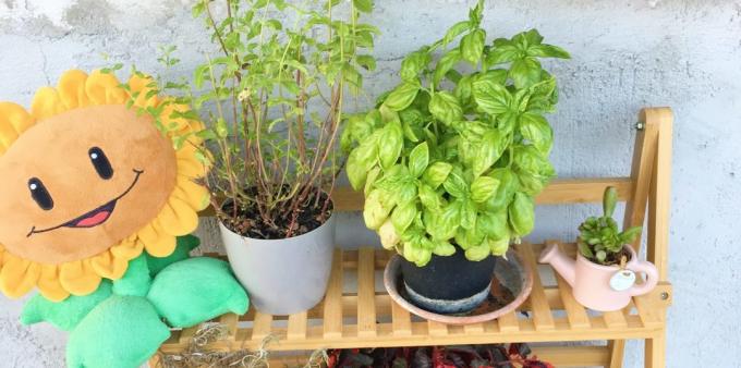 Kako čuvati bilja: može se uzgajati kod kuće