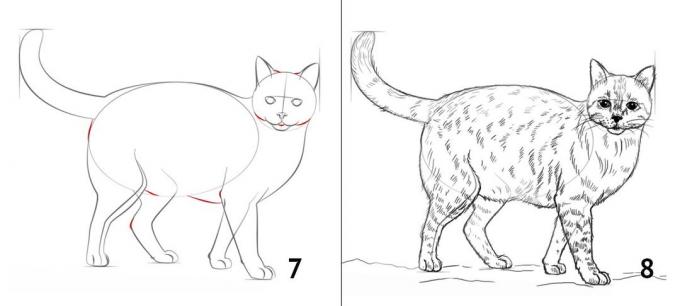 Kako nacrtati mačku