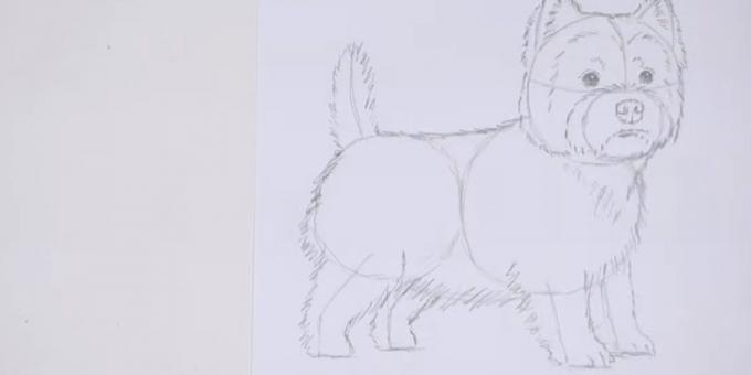 Draw tijelo i rep psa