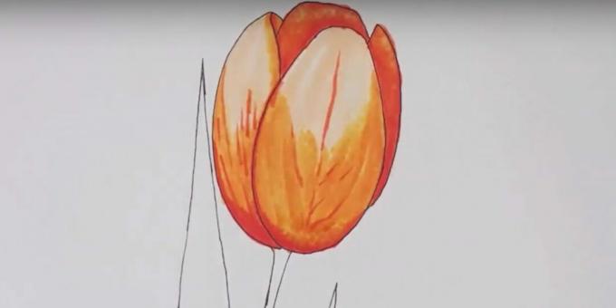 Kako nacrtati tulipan: pređite preko crteža bezbojnim flomasterom