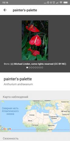 Prepoznati vrste sobne biljke koriste iNaturalist