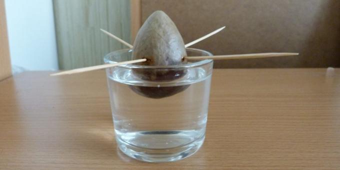Kako raste avokada iz kamena: Kamen u vodi