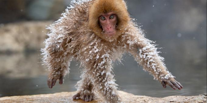 Najsmješnije životinja fotografija - zamrznuta majmun