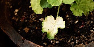 Kako liječiti Geranium lišće bijele ako