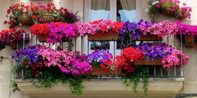 Cvijeće na balkonu