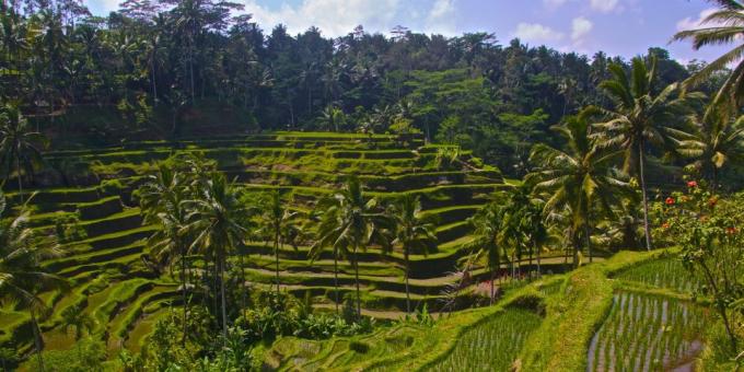 Azijski teritorija svjesno privlači turiste: riža terasama Tegallalang, Indonezija