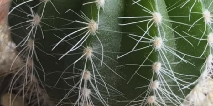 Kako da se brine za kaktuse: Spider obol