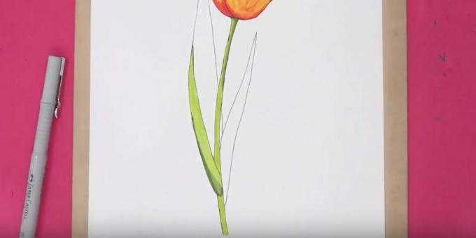 Kako nacrtati tulipan: obojite stabljiku i dio lista