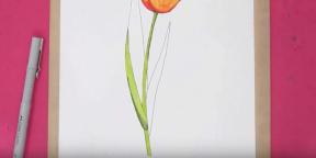 15 načina za crtanje lijepih tulipana