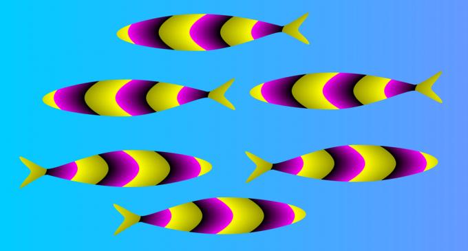 optička iluzija: riba