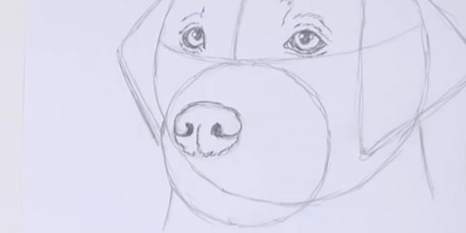 Nacrtajte psa nos