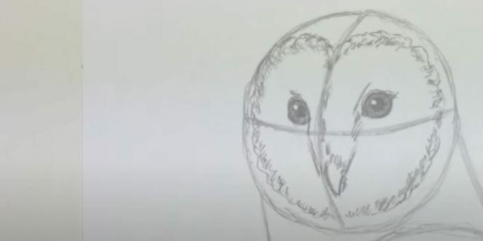 Kako nacrtati sovu: prikažite kljun i disk lica