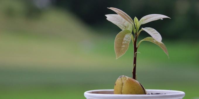 Kako raste avokada iz kamena: Snima