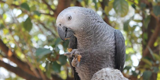 Najpametnije ptice na svijetu: afričke sive papige