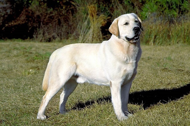 Top 10 najinteligentnijih pasmina pasa: Labrador Retriver