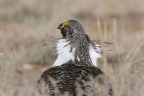 "Ptica će sada izletjeti": 10 najboljih fotografija s natjecanja Nacionalnog društva Audubon