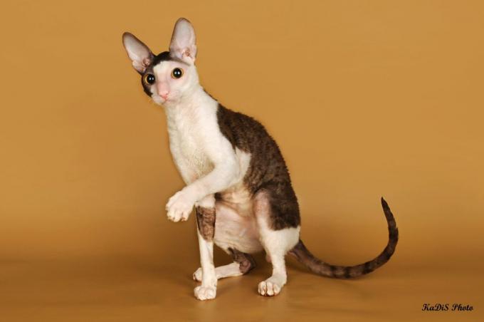 pametna pasmina mačka: Cornish Rex