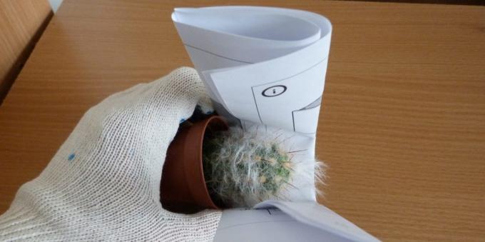 Kako da se brine za kaktuse: Kako presaditi kaktus