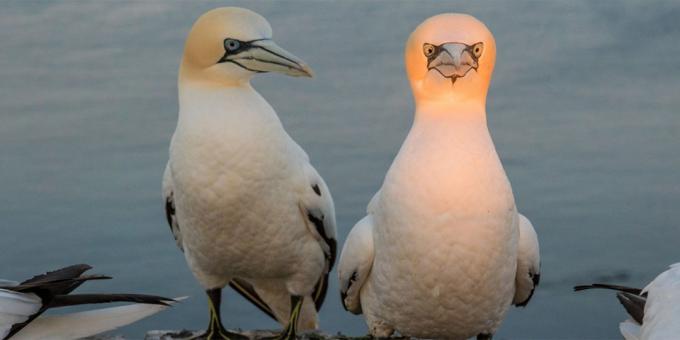 Najsmješnija fotografije životinja - ptica sa svjetlećim glave