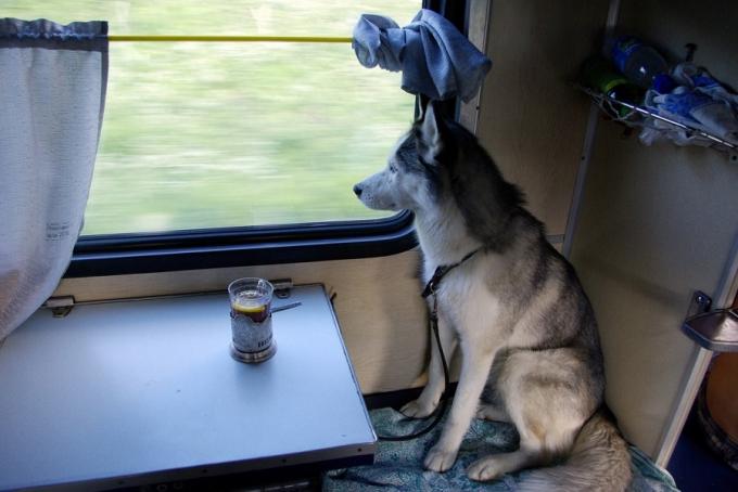 Prijevoz životinja u vlaku
