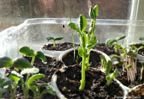 7 načina za korištenje plastične boce u vrtu