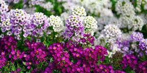 15 prekrasne biljke koje cvatu cijelo ljeto