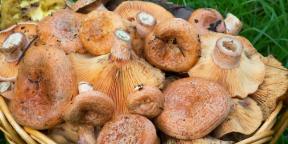 Kako i koliko kuhati gljive