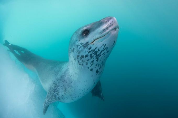 Antarktik: fotografija leopardovog tuljana