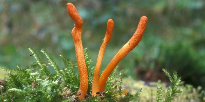 Popularno Adaptogens: Cordyceps