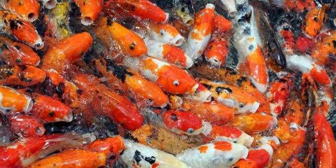 Zablude i zabavne činjenice o životinjama: zlatne ribice slabo pamte