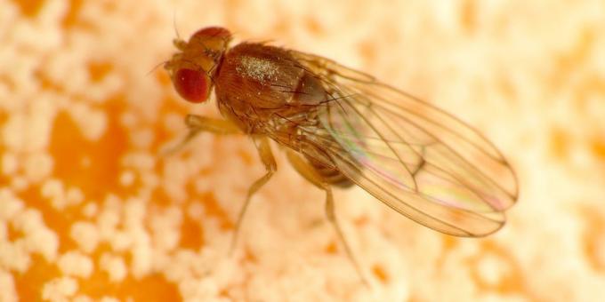 Kako da biste dobili osloboditi od komarce u sobi boje: Drosophila
