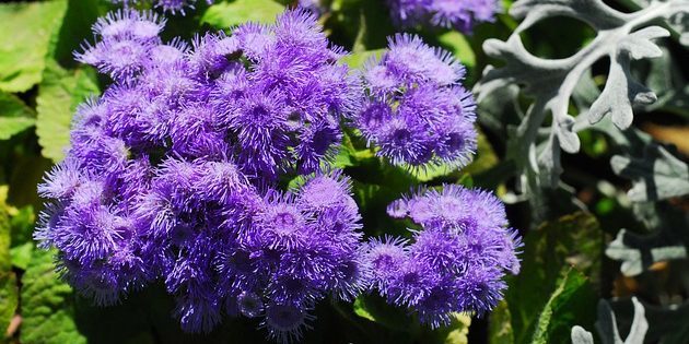 Biljke koje cvatu cijelo ljeto: Ageratum