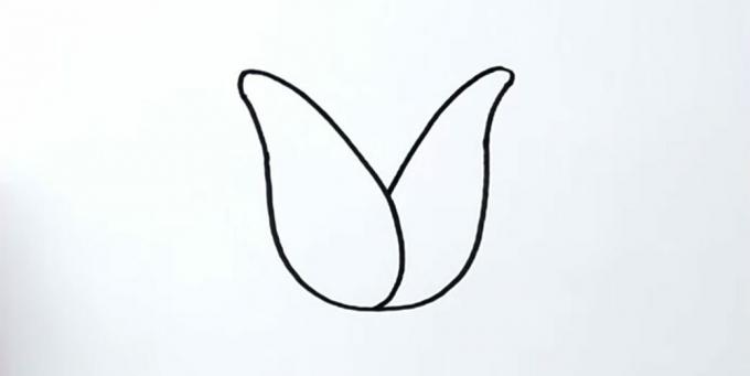 Kako nacrtati tulipan: nacrtajte desnu laticu