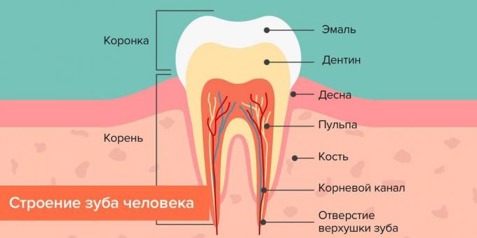 Gdje se karijes: Struktura zub