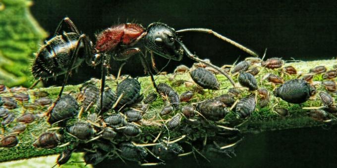 Zablude i zanimljive činjenice o životinjama: najmoćnije biće na svijetu je mrav