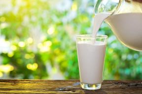 Gdje se mlijeko: istine i mitove o svojoj proizvodnji