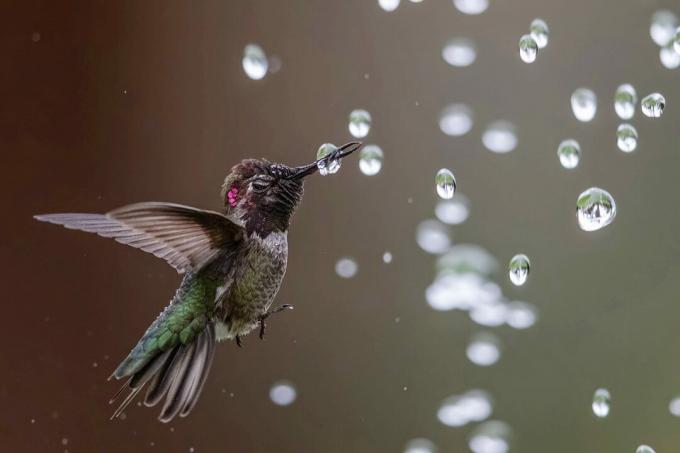 Najbolje fotografije ptica s natjecanja National Audubon Society